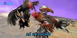 Đá Gà Thomo 8Xbet – Sân Chơi Đỉnh Cao Cho Anh Em Đam Mê 2 Đá gà Thomo