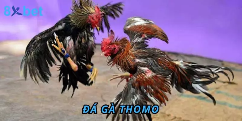 Đá Gà Thomo 8Xbet – Sân Chơi Đỉnh Cao Cho Anh Em Đam Mê 1 Đá gà Thomo