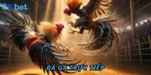 Đá Gà Trực Tiếp 8Xbet - Trải Nghiệm Hấp Dẫn Và Thú Vị 3 Đá gà trực tiếp
