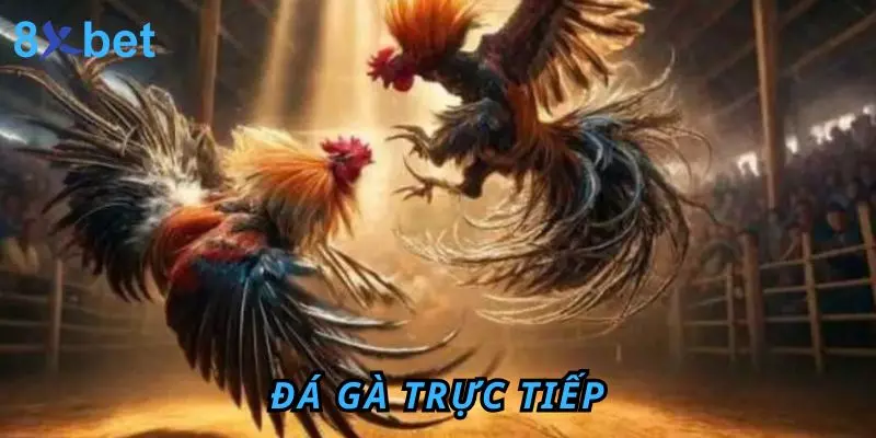Đá Gà Trực Tiếp 8Xbet - Trải Nghiệm Hấp Dẫn Và Thú Vị 1 Đá gà trực tiếp